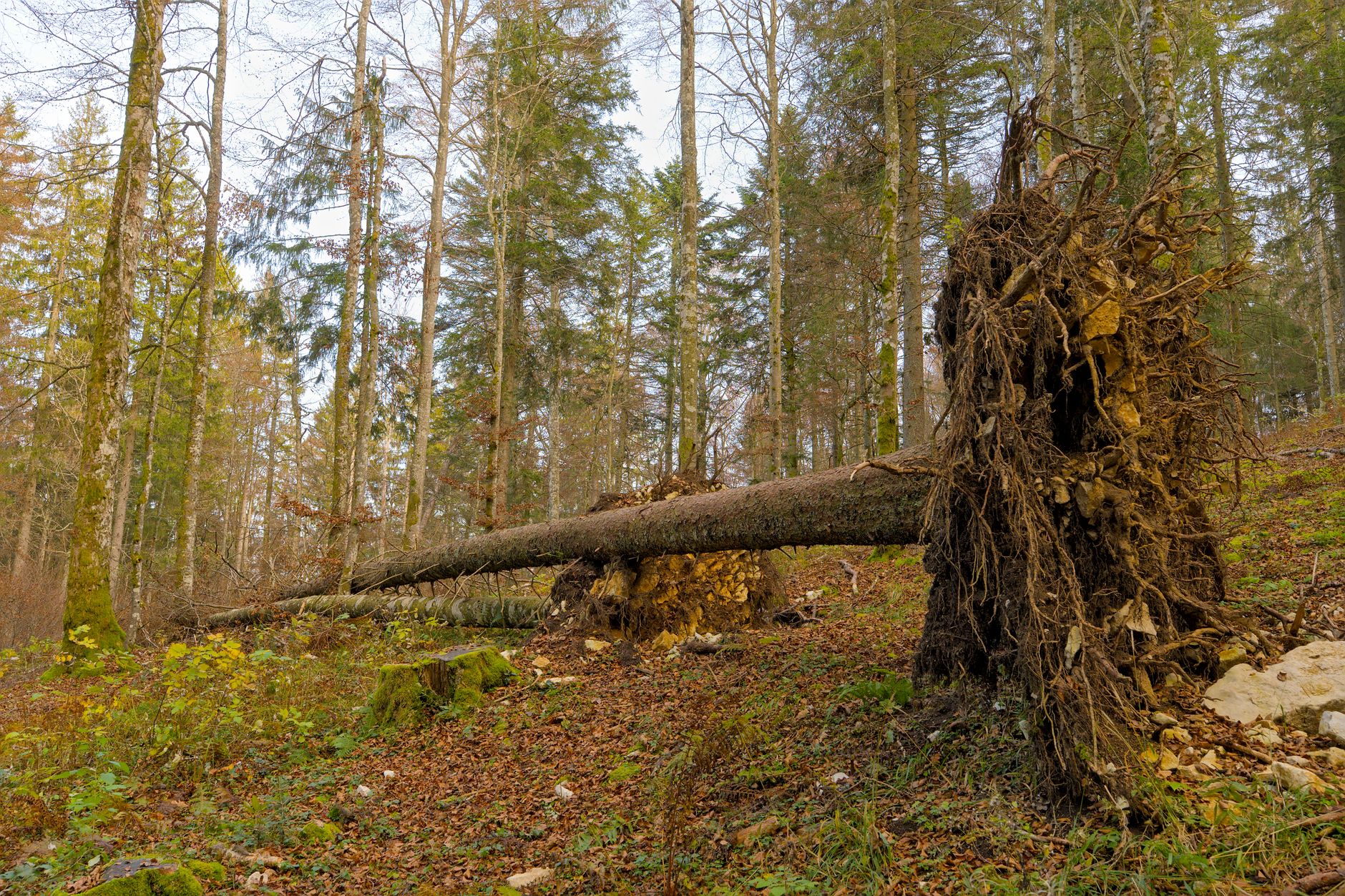 Enlèvement arbre urgence à Courbevoie